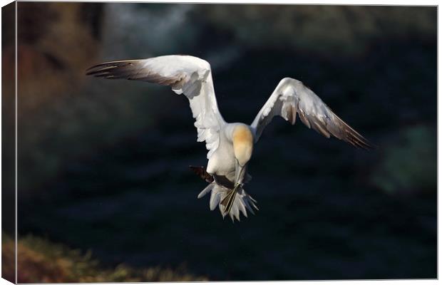 Gannet in flight Canvas Print by Grant Glendinning