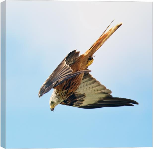 Red Kite Diving Canvas Print by Grant Glendinning