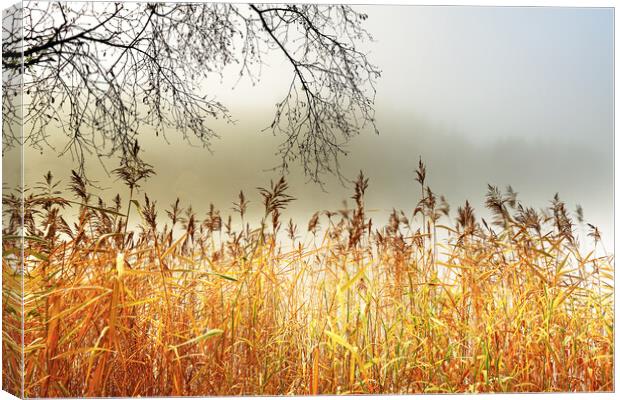 Loch Ard Canvas Print by Grant Glendinning