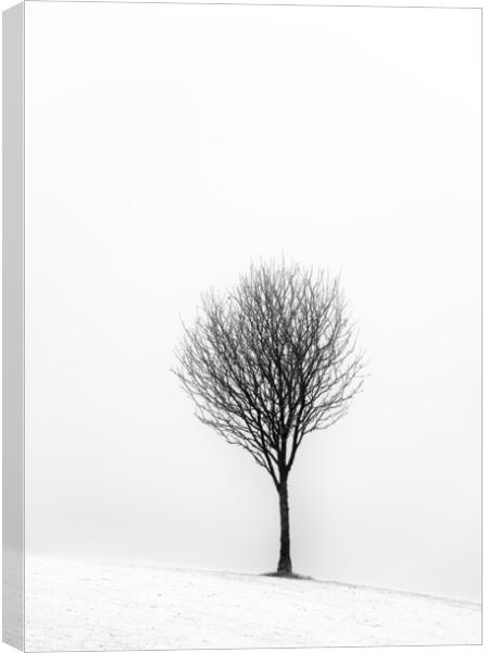 Little Tree Canvas Print by Grant Glendinning