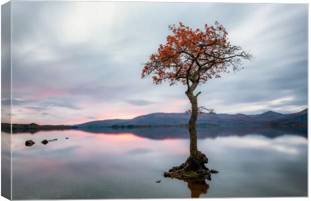 Milarrochy Bay Tree Sunset - Loch Lomond Canvas Print by Grant Glendinning