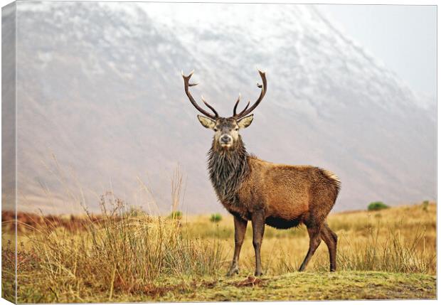 Scottish Red Deer Stag Glencoe Canvas Print by Grant Glendinning