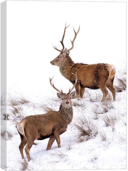 Scottish Red Deer Stags Canvas Print by Grant Glendinning