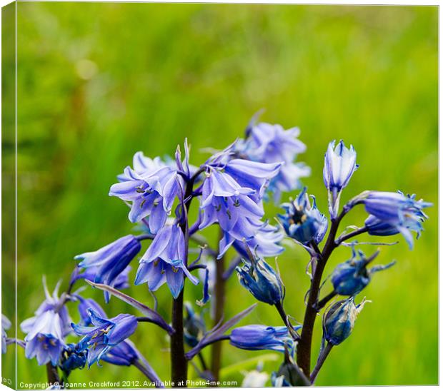 Bluebells Canvas Print by Joanne Crockford