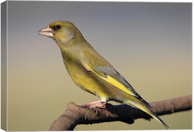 Greenfinch on a bare perch Canvas Print by Maria Gaellman