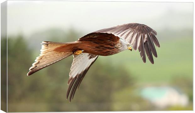 Red Kite in flight Canvas Print by Maria Gaellman