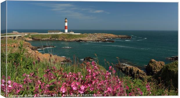 Buchan Ness Lighthouse and Spring flowers Canvas Print by Maria Gaellman