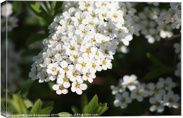 Bridal Wreath Canvas Print by John Bridgewood