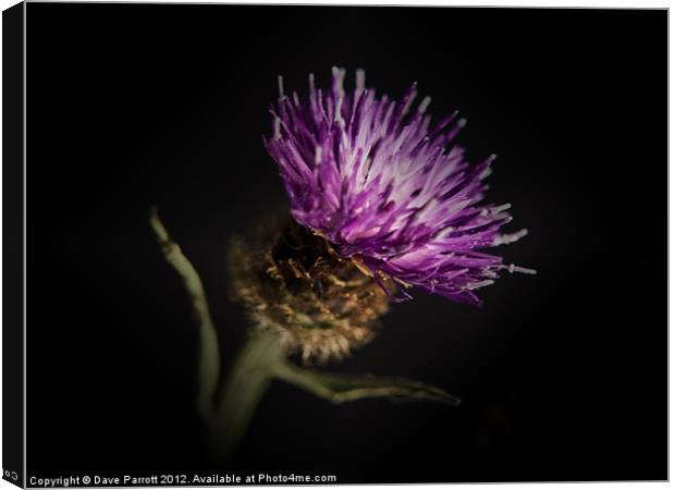 Thistle Portrait Canvas Print by Daves Photography