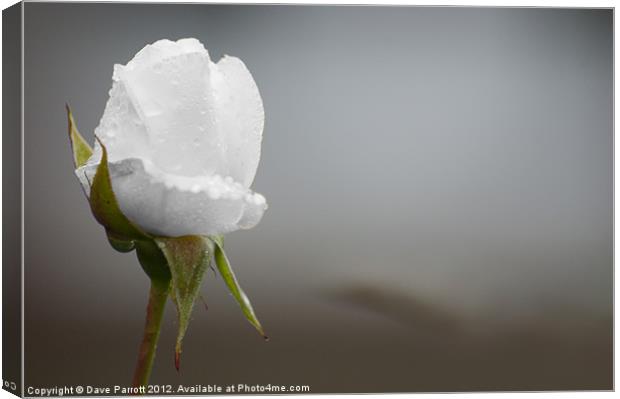 Ice White Rose - Purity Canvas Print by Daves Photography