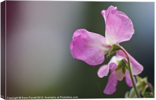 Love is a Sweet Pea - Lathyrus odoratus Canvas Print by Daves Photography