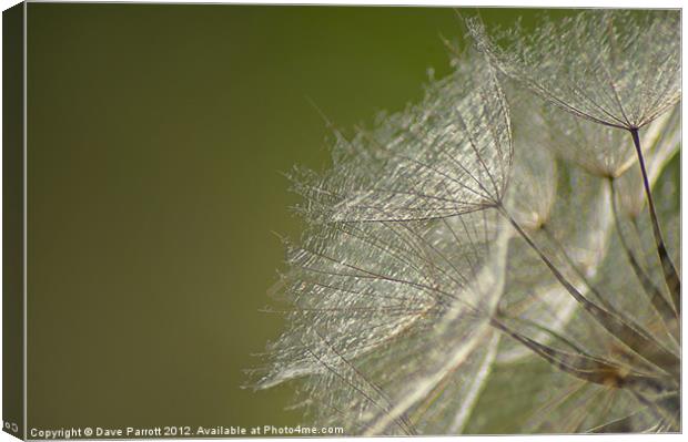 Dandelion Dreams Canvas Print by Daves Photography