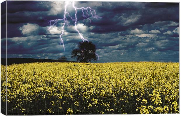 Lightening Tree - Seeds Canvas Print by Daves Photography