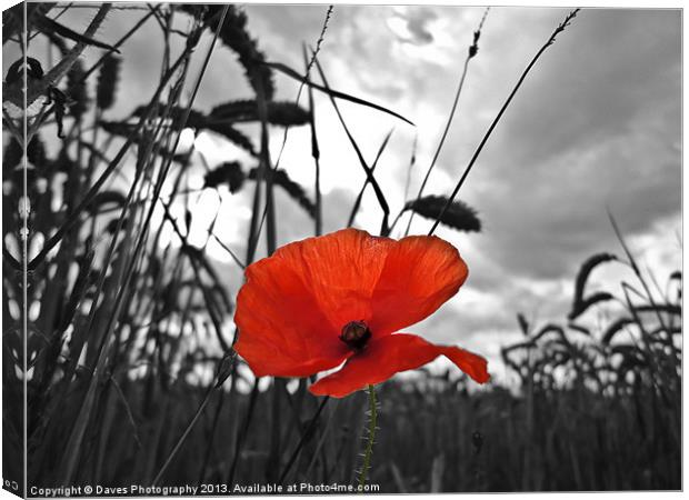 War Poppy Canvas Print by Daves Photography