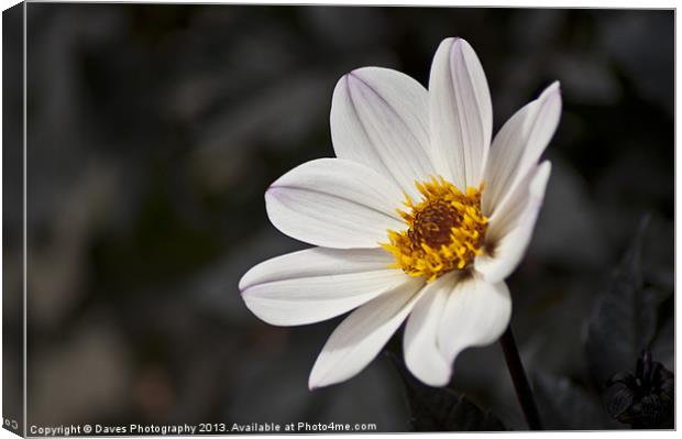 White Chrysanthemum Flower Canvas Print by Daves Photography
