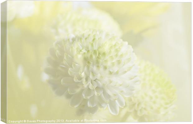 Wedding chrysanthemum Canvas Print by Daves Photography