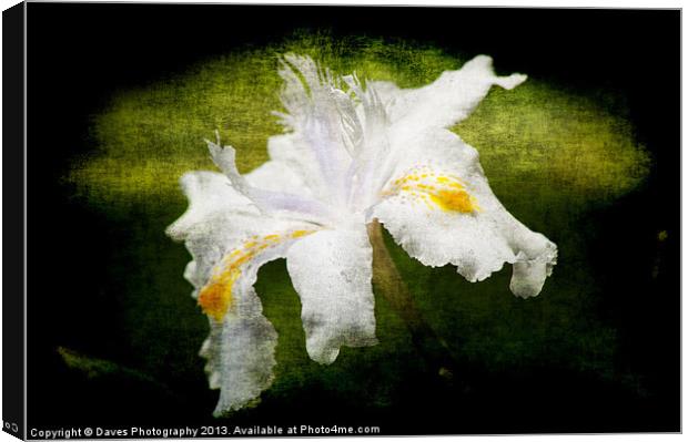 Iris Japonica - Grunge Canvas Print by Daves Photography