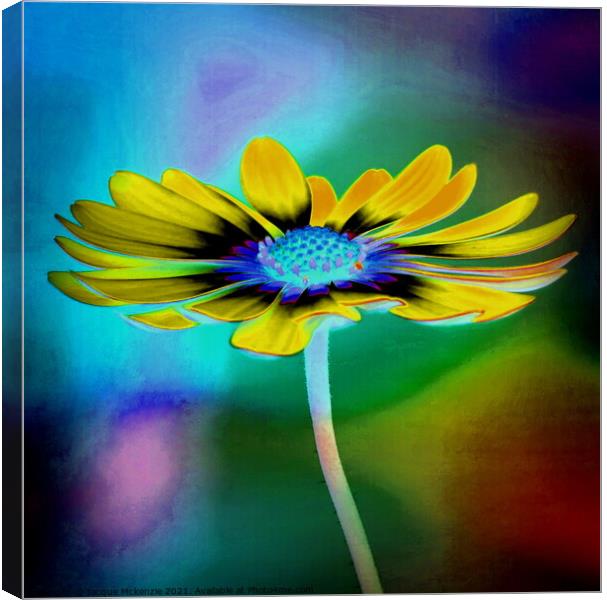 DAISY IN COLOUR Canvas Print by Jacque Mckenzie