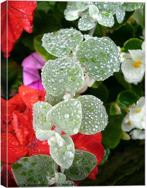 MORNING RAINDROPS Canvas Print by Jacque Mckenzie