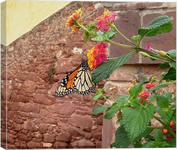 BUTTERFLY ON LANTANA Canvas Print by Jacque Mckenzie