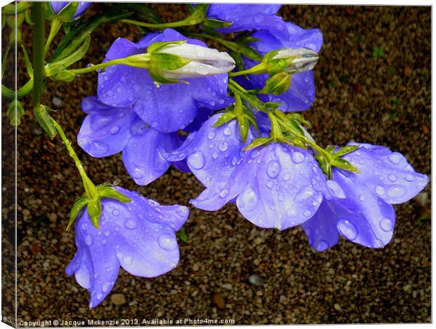 CAMPANULA BELL FLOWERS Canvas Print by Jacque Mckenzie