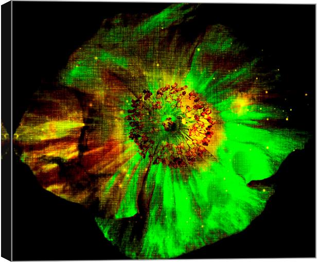 CELESTIAL POPPY Canvas Print by Jacque Mckenzie