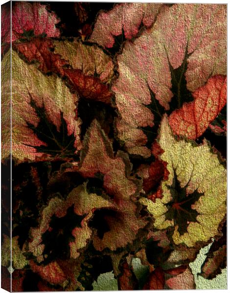 ROSIE HEUCHERA 1 Canvas Print by Jacque Mckenzie