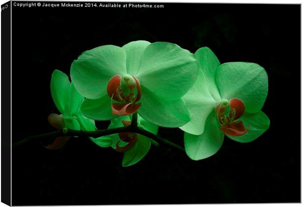 GREEN ORCHID Canvas Print by Jacque Mckenzie