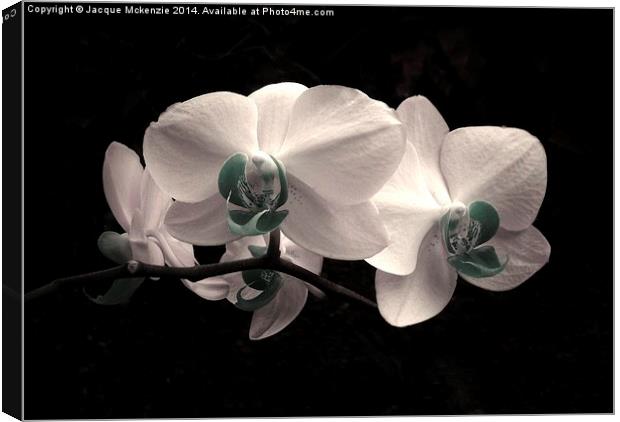 WHITE FROST ORCHID Canvas Print by Jacque Mckenzie