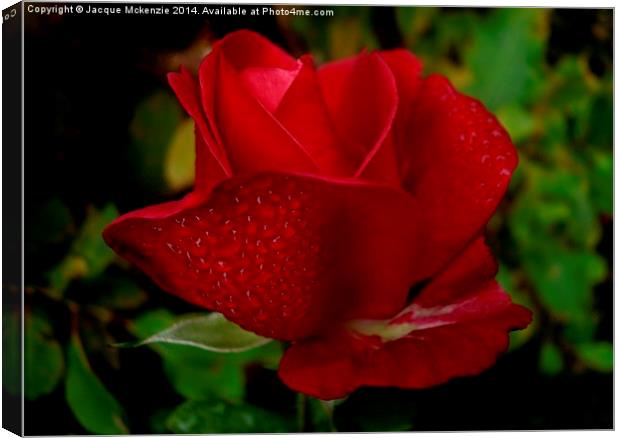  RED RED ROSE Canvas Print by Jacque Mckenzie