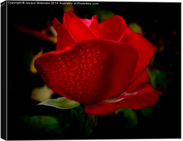  ROSE DROPS Canvas Print by Jacque Mckenzie