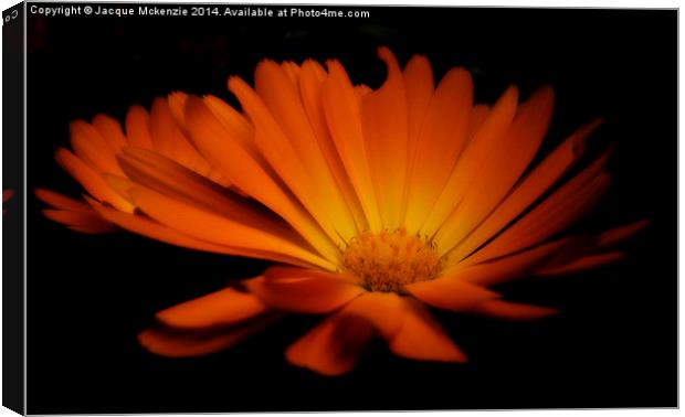  NIGHT DAISY Canvas Print by Jacque Mckenzie