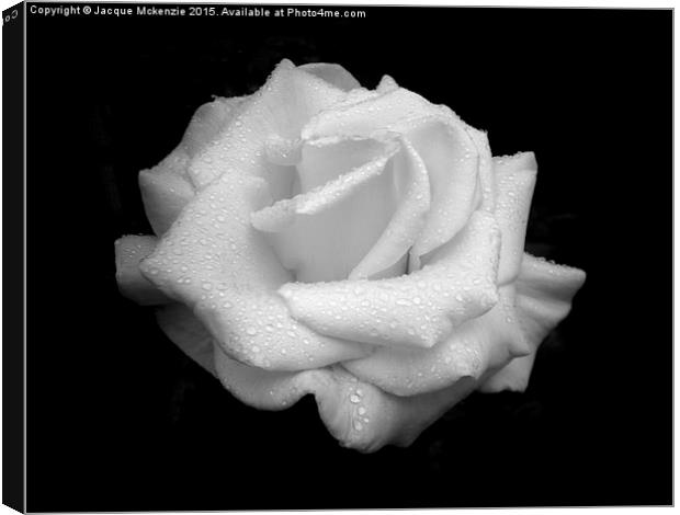  WHITE ROSE Canvas Print by Jacque Mckenzie