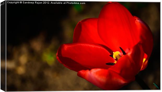 The blooming starts... Canvas Print by Sandeep Rajan