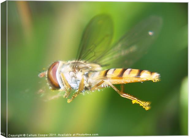 Hover Fly in Flight Canvas Print by Callum Cooper