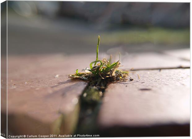 Reaching For The Sky Canvas Print by Callum Cooper