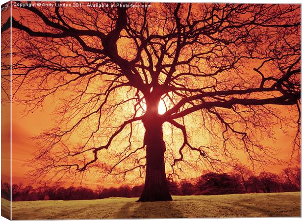 Oak Silhouette Canvas Print by Andy Linden