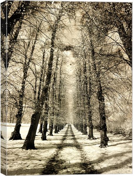 Infrared Avenue Canvas Print by Andy Linden