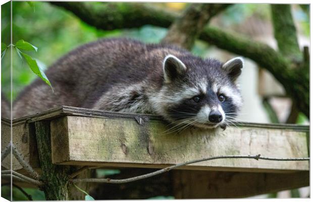 Raccoon laying down Canvas Print by Images of Devon