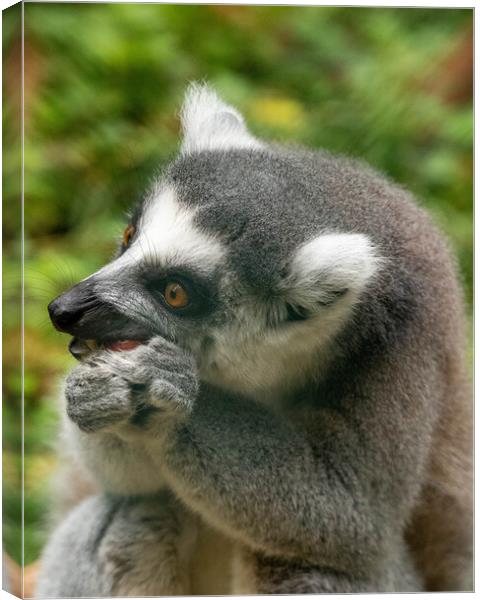 Ring tailed Lemur Canvas Print by Images of Devon