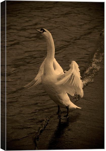 Look at Me Canvas Print by Images of Devon