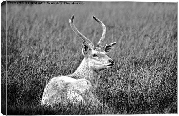  Lazy Day Black and White Canvas Print by Images of Devon