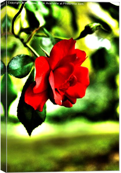  hybrid tea rose Canvas Print by Images of Devon