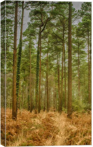  Haldon Forest Canvas Print by Images of Devon