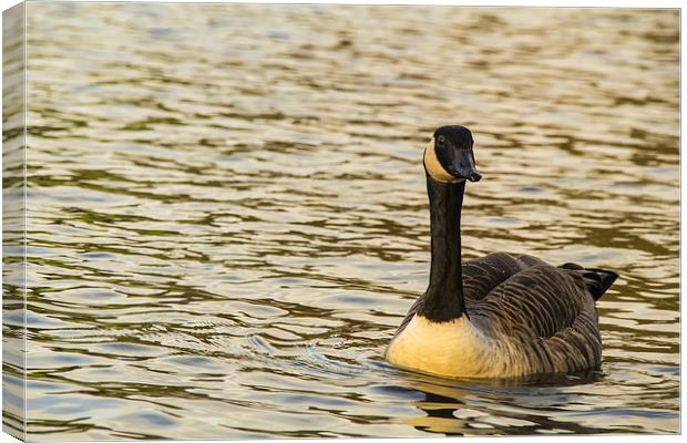 Solo canadian Goose Canvas Print by Images of Devon