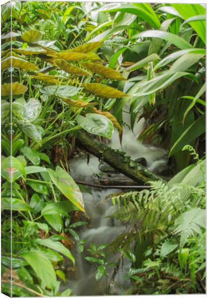 Rainforest waterfall Canvas Print by Images of Devon
