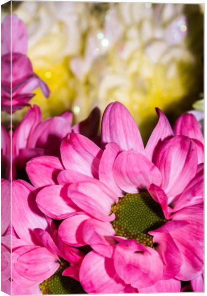 Pretty in pink Canvas Print by Images of Devon