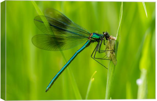 Mayfly Lunch Canvas Print by Images of Devon