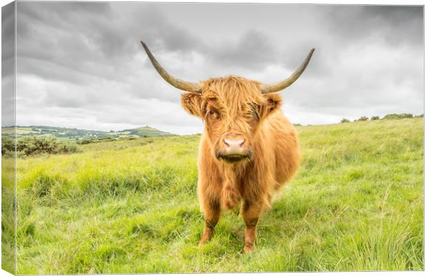 Dartmoor's Highland Cow Canvas Print by Images of Devon