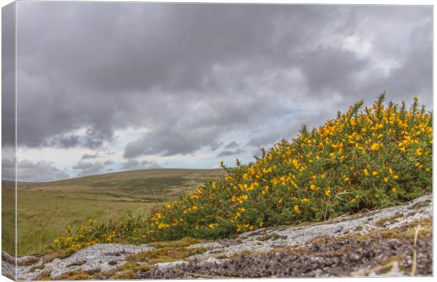 dartmoor national park Canvas Print by Images of Devon